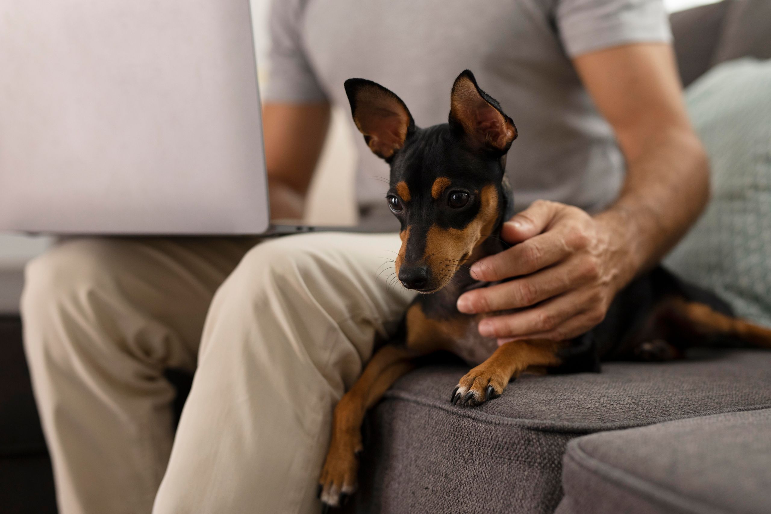 Protege a tu mejor amigo: guía de coberturas en seguros para Mascotas